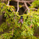 Sericomyia bifasciata Williston 1887 resmi