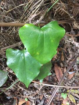 Image of Smilax canariensis Willd.