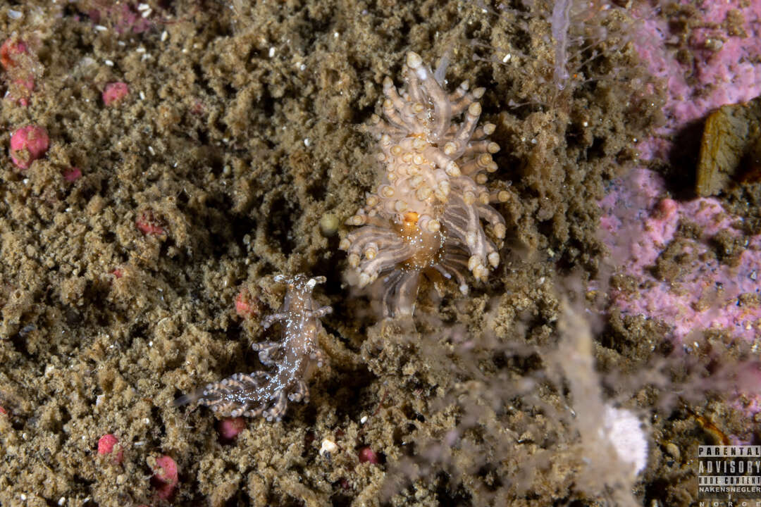 Image of Eubranchus vittatus (Alder & Hancock 1842)