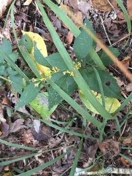 Sivun Solidago caesia var. zedia R. E. Cook & Semple kuva