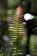 Image of Kunth's hacksaw fern