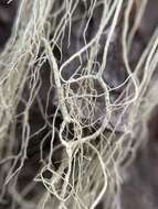 Image of cavern beard lichen