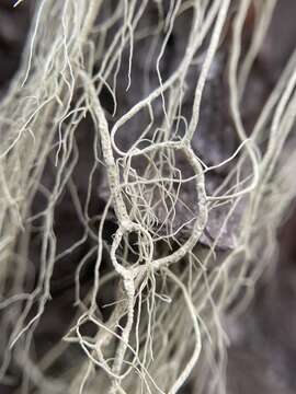 Imagem de Usnea cavernosa Tuck.