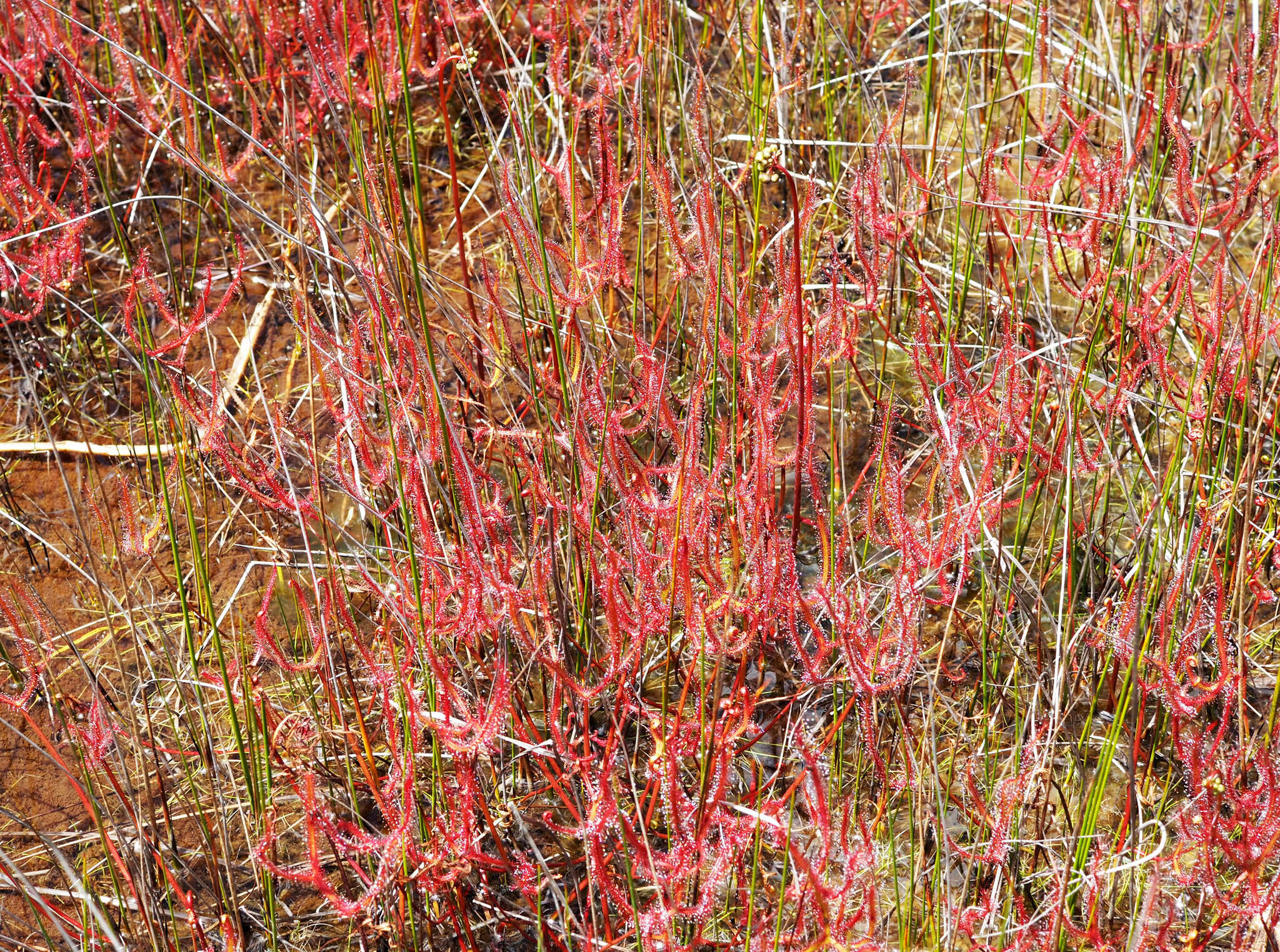 Image of Drosera binata Labill.