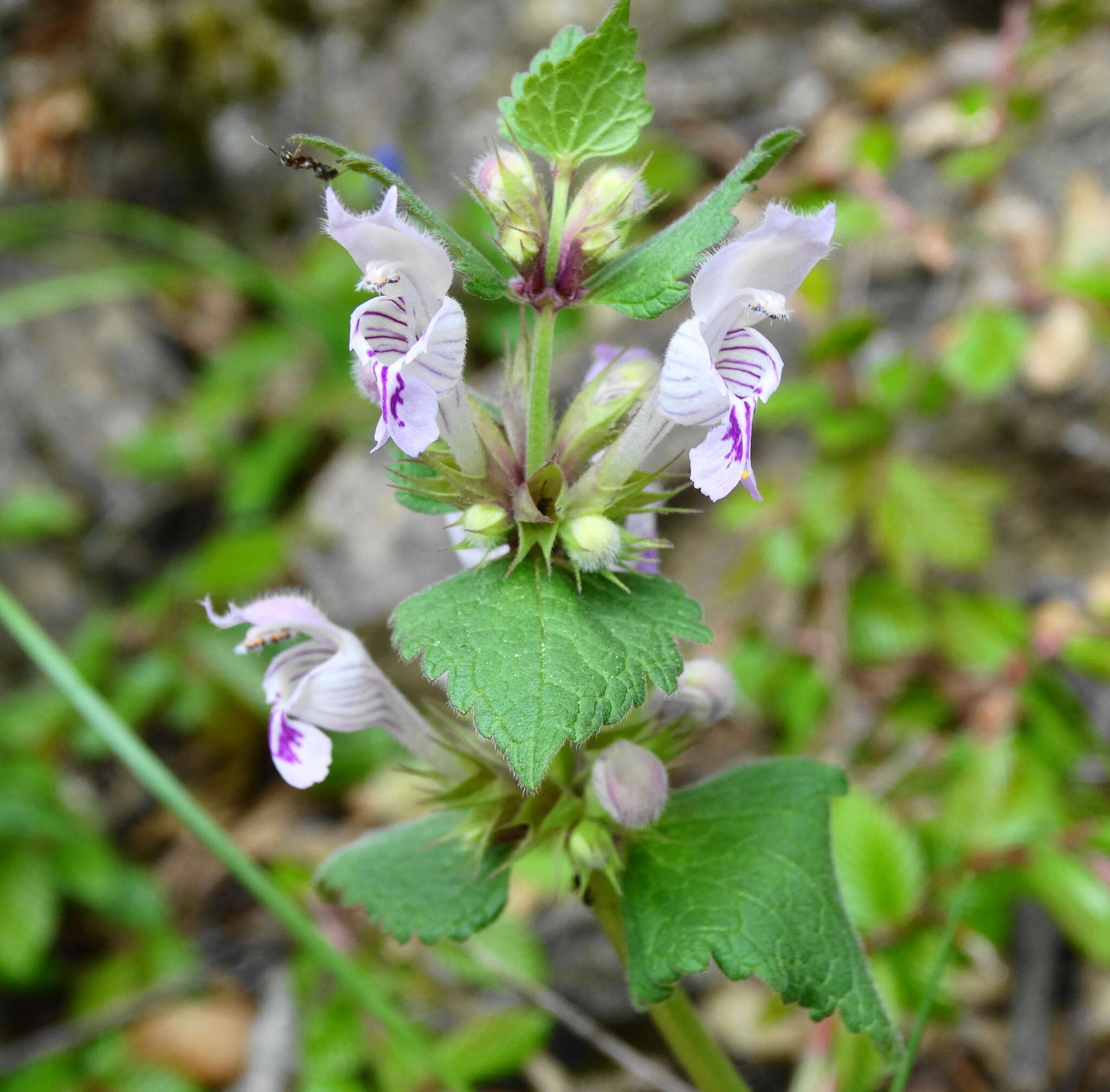 Image of Lamium garganicum L.