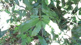 Lasianthus verticillatus (Lour.) Merr. resmi