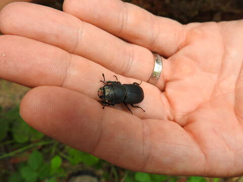 Image of Dorcus parallelipipedus (Linnaeus 1758)