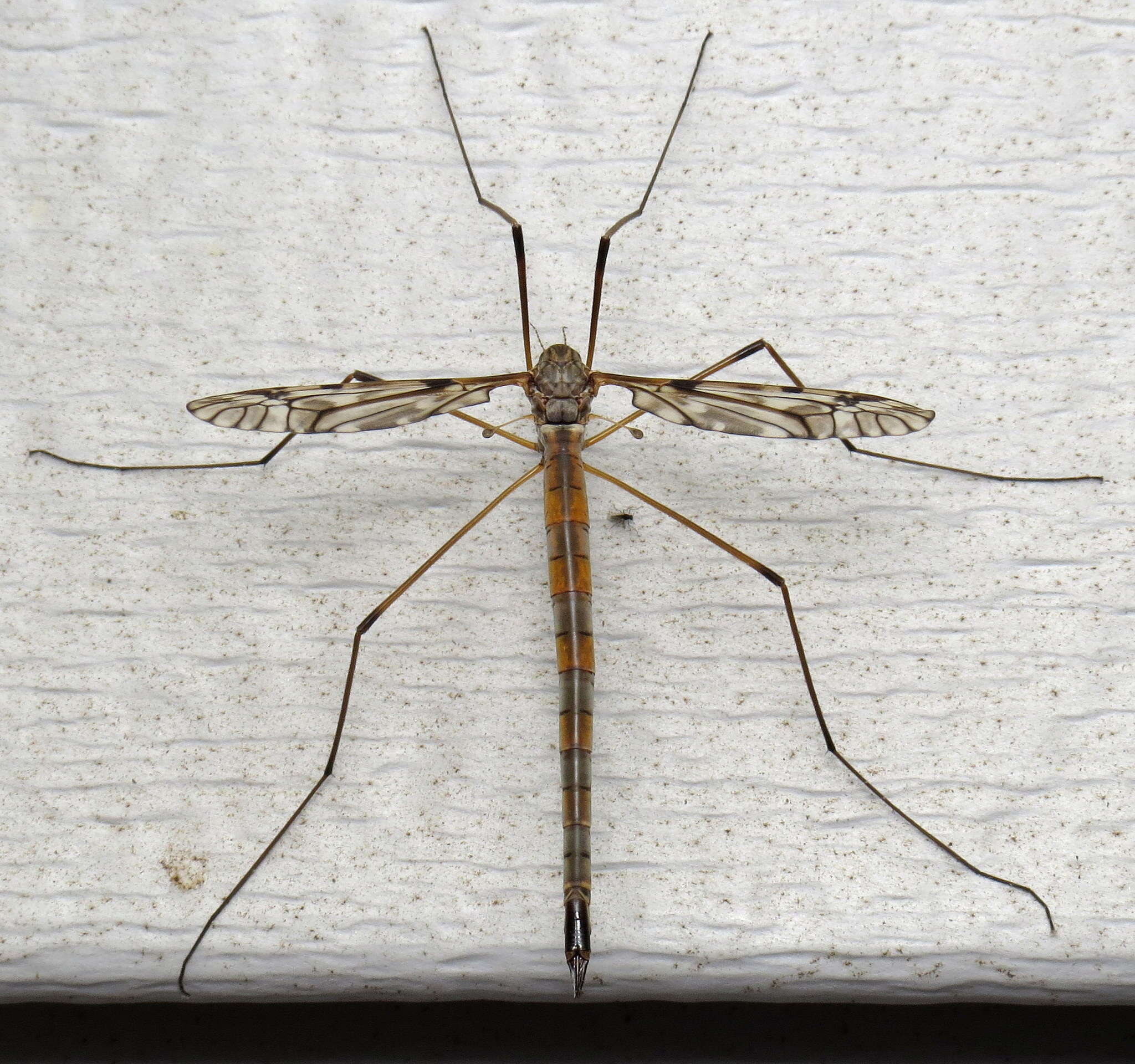 Image of Tipula (Vestiplex) longiventris Loew 1863