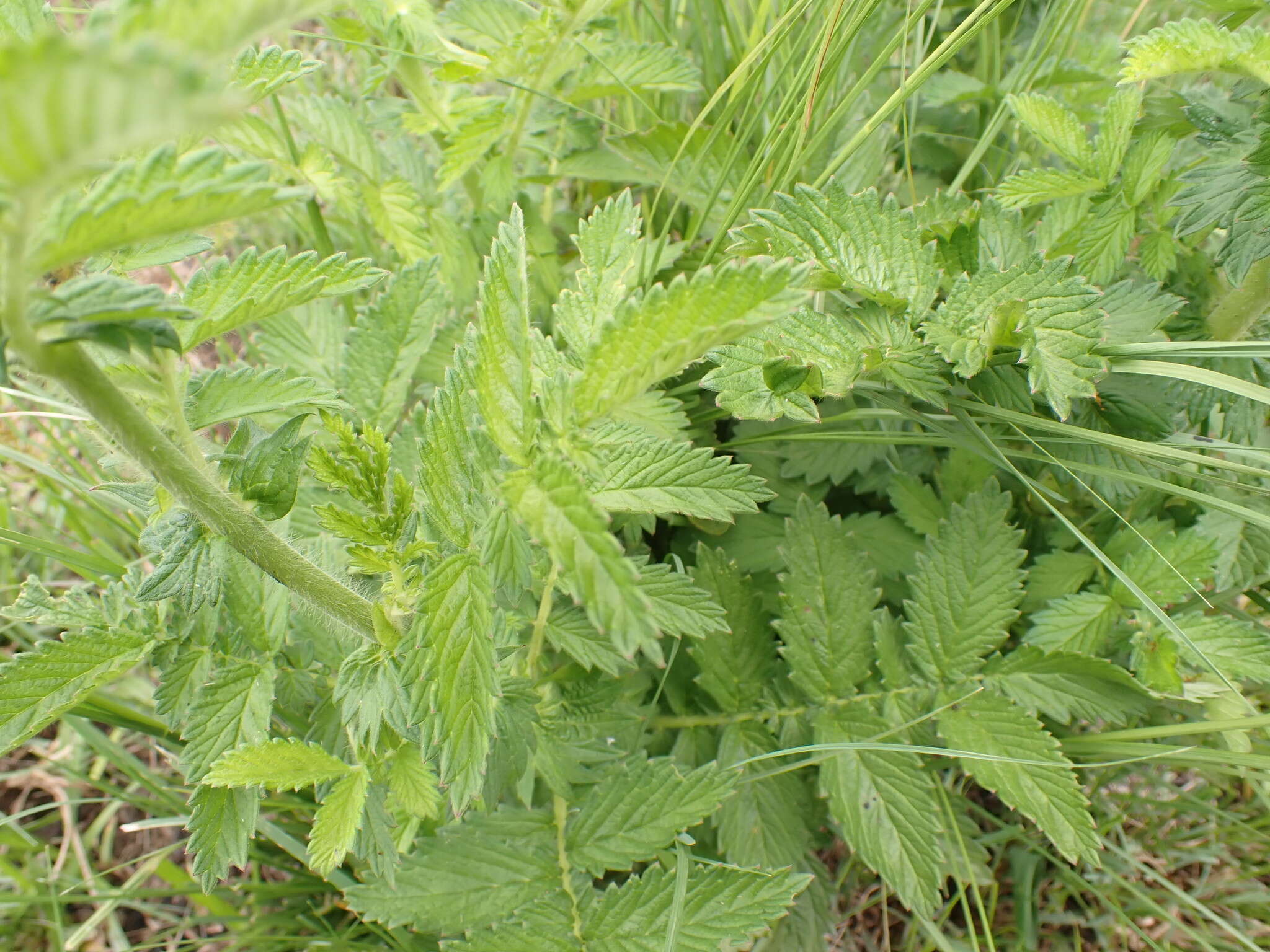 Imagem de Agrimonia bracteata E. Mey. ex C. A. Mey.