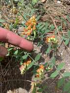 Lathyrus sulphureus A. Gray resmi