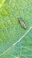 صورة Agrilus viridis (Linnaeus 1758)