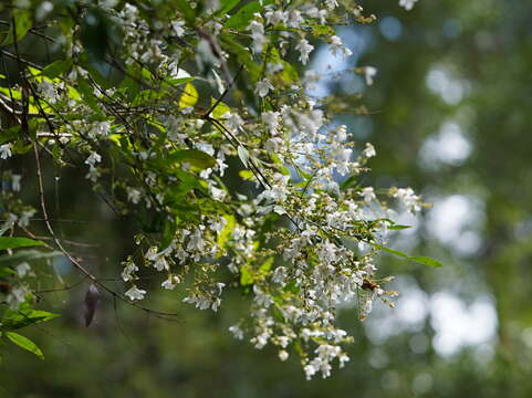 Prostanthera lasianthos Labill. resmi