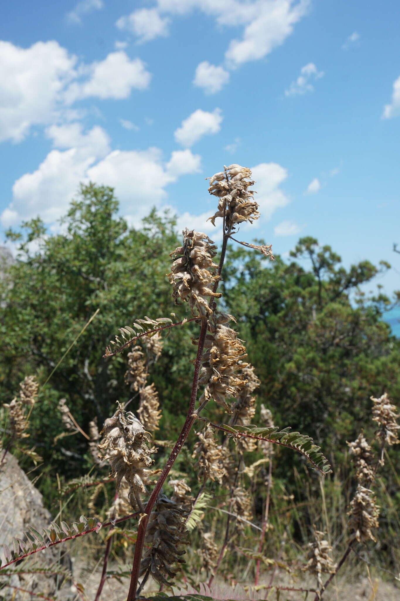 Imagem de Astragalus ponticus Pall.