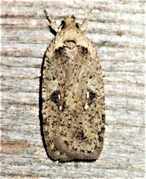 Image of Agonopterix canadensis Busck 1902