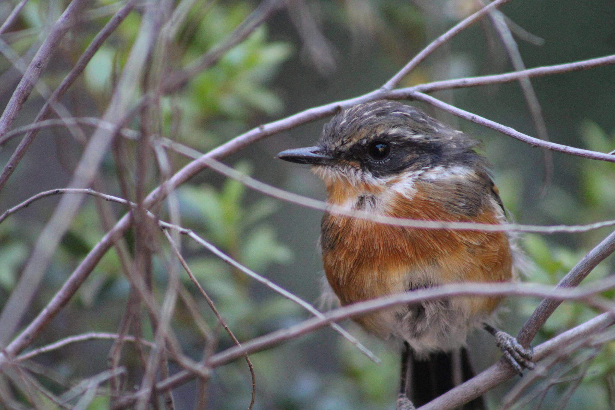 Image of Batis capensis capensis (Linnaeus 1766)