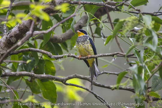 Image of Swallow-tailed Cotingas