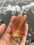 Image of Sea peach