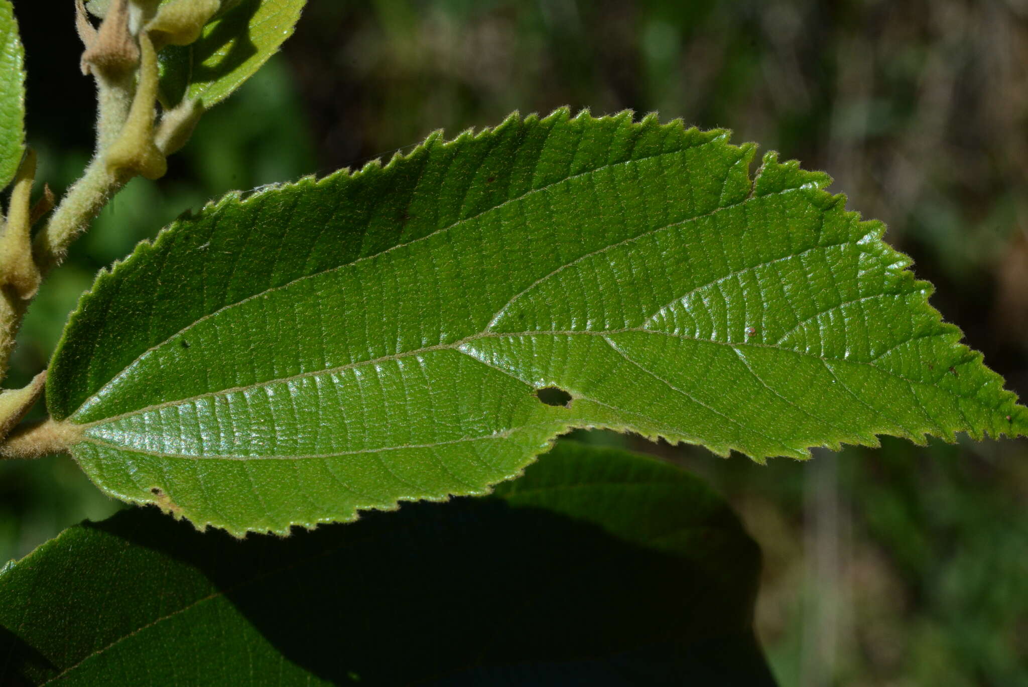 Image of Luehea divaricata Mart.