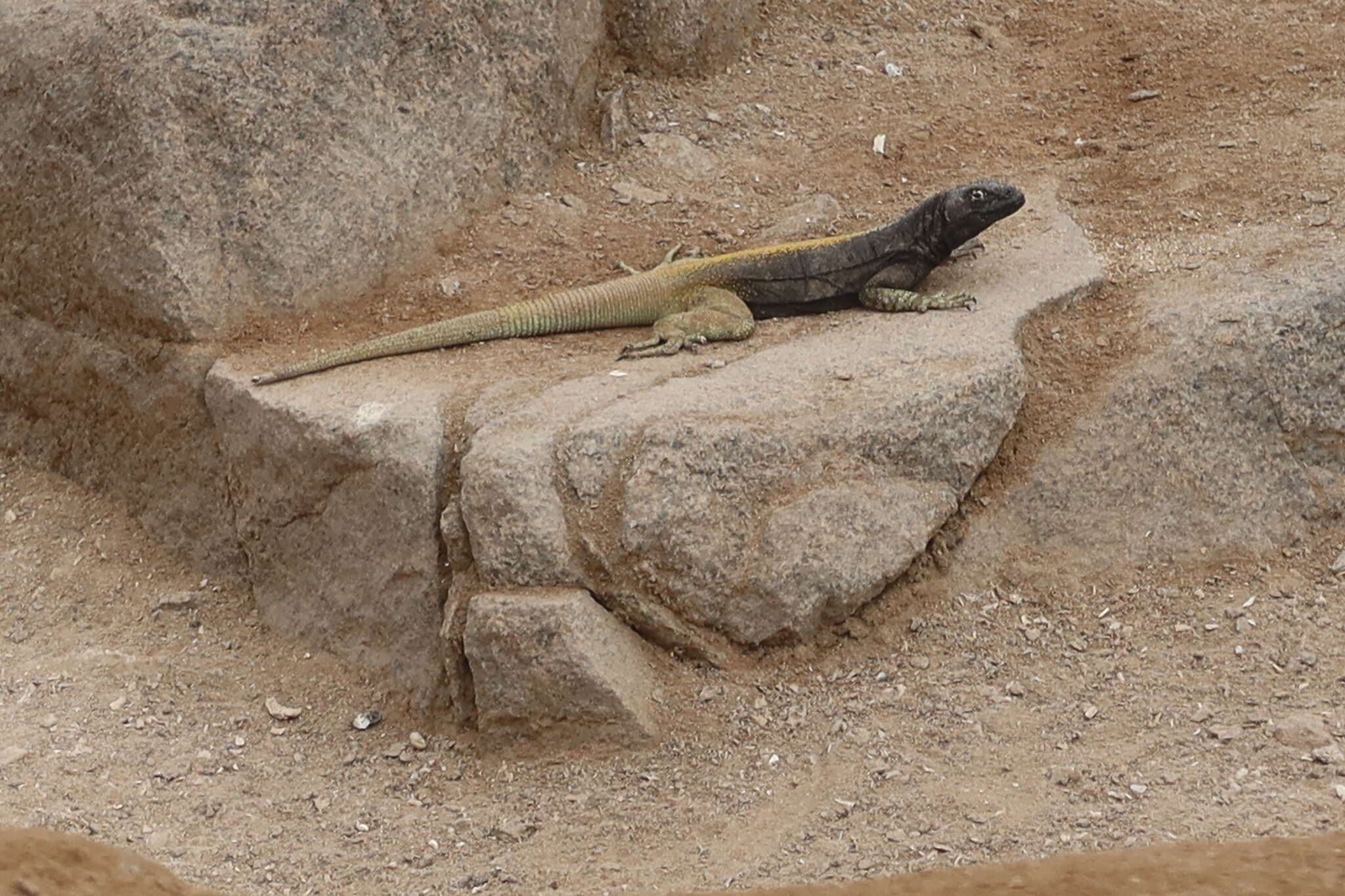 Image of Four-banded Pacific Iguana