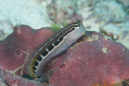 Image of Linear Blenny