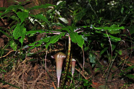 Arisaema taiwanense var. taiwanense的圖片