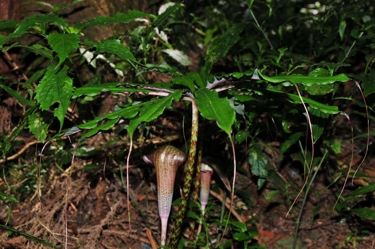 Arisaema taiwanense var. taiwanense的圖片