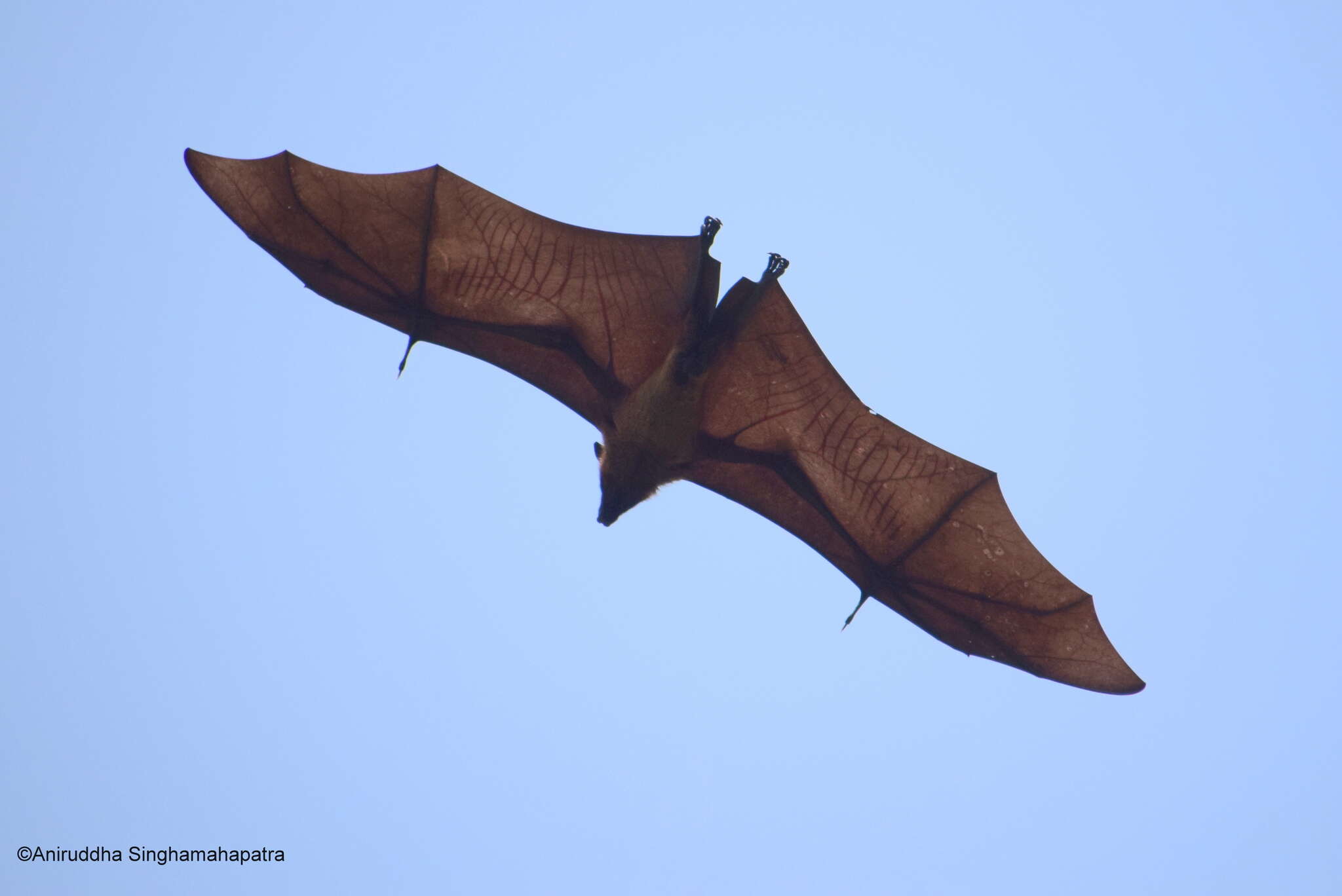 Image of Indian Flying Fox