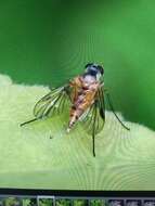 Image of Small Fleck-winged Snipe Fly