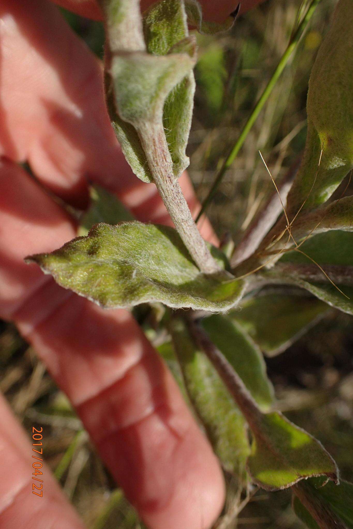 Image of Helichrysum decorum DC.