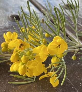 Слика од Senna artemisioides subsp. artemisioides