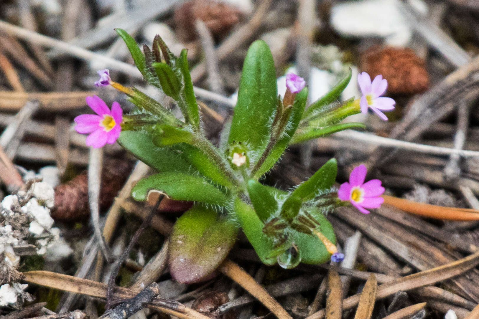 Image of slender phlox