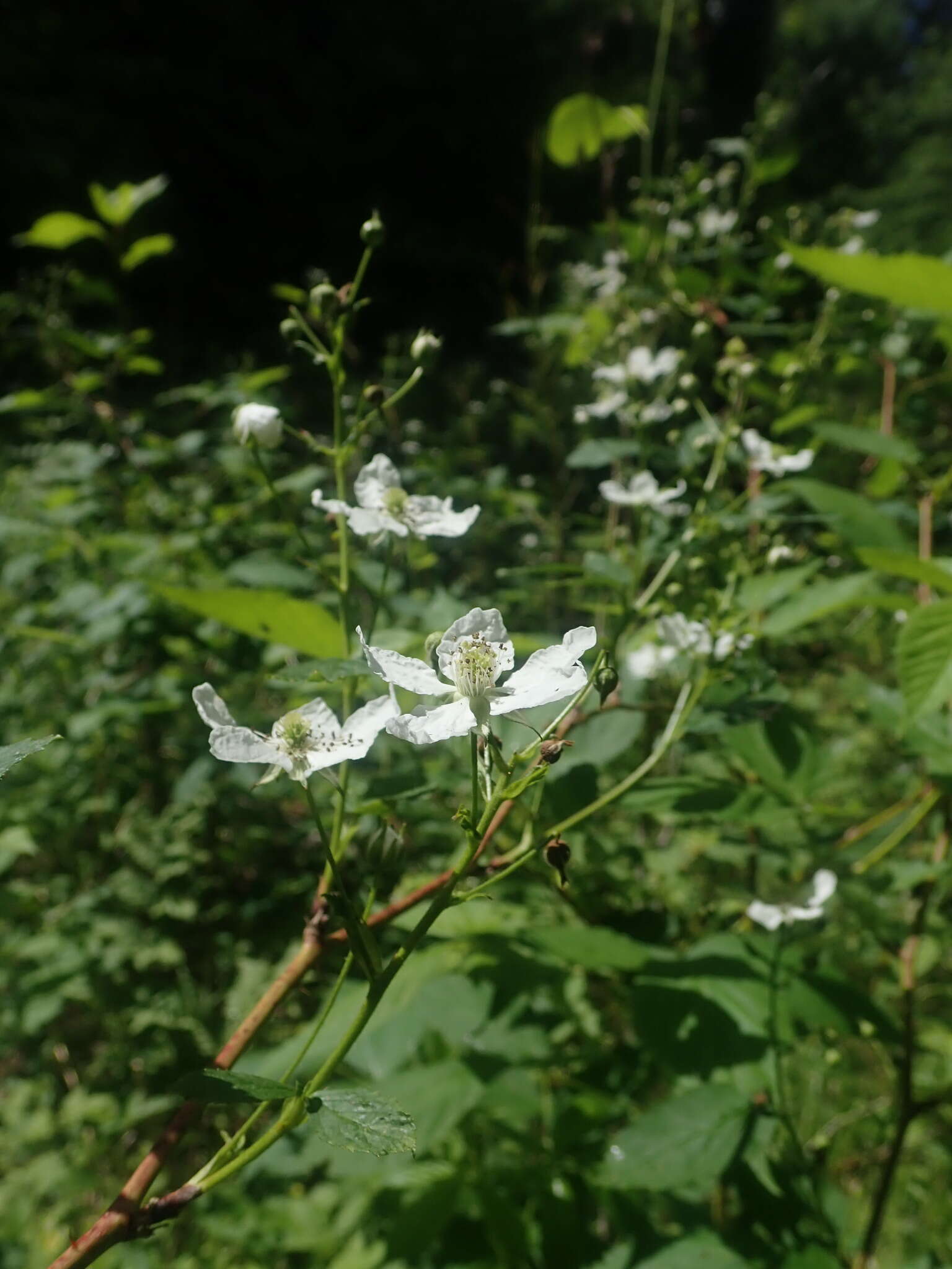 صورة Rubus canadensis L.