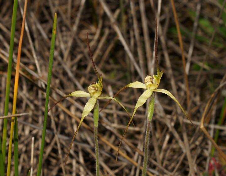 Image of Scented spider orchid