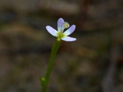 Image de Stylidium despectum R. Br.