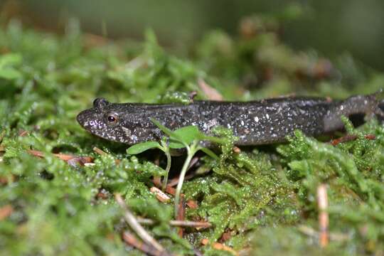 Image de Desmognathus santeetlah Tilley 1981