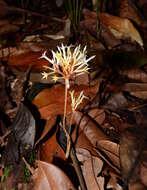 Image of Voyria corymbosa Splitg.