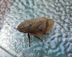 Image of Leafhopper