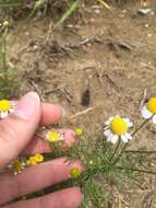 Image of False chamomile