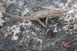 Image of Robertson Dwarf Chameleon