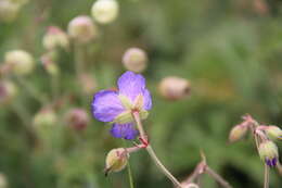 Image of Geranium ruprechtii (Woronow) Grossh.