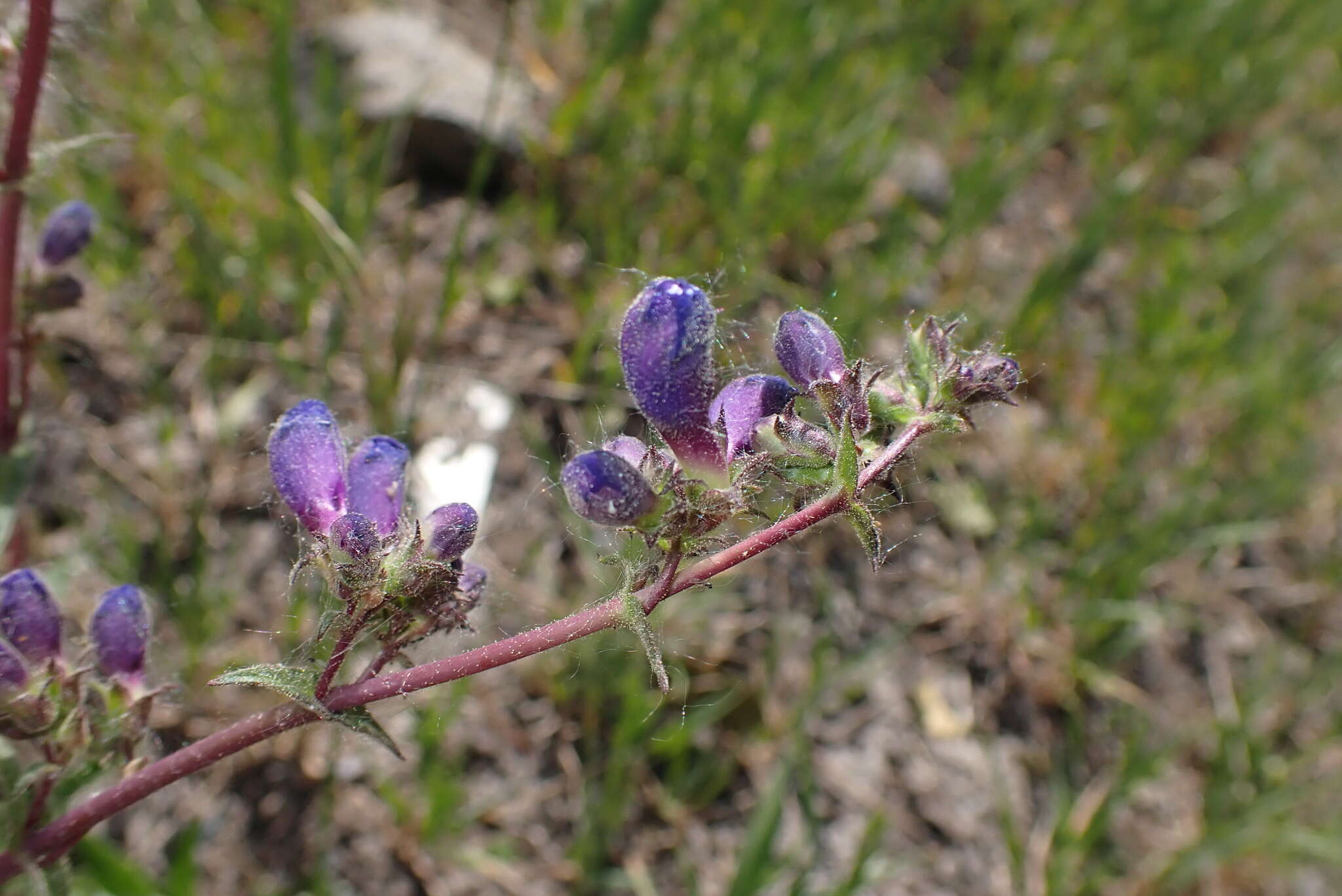 Слика од Penstemon mensarum Pennell