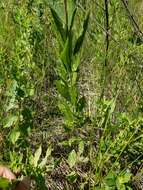 Sivun Helianthus nuttallii Torr. & A. Gray kuva