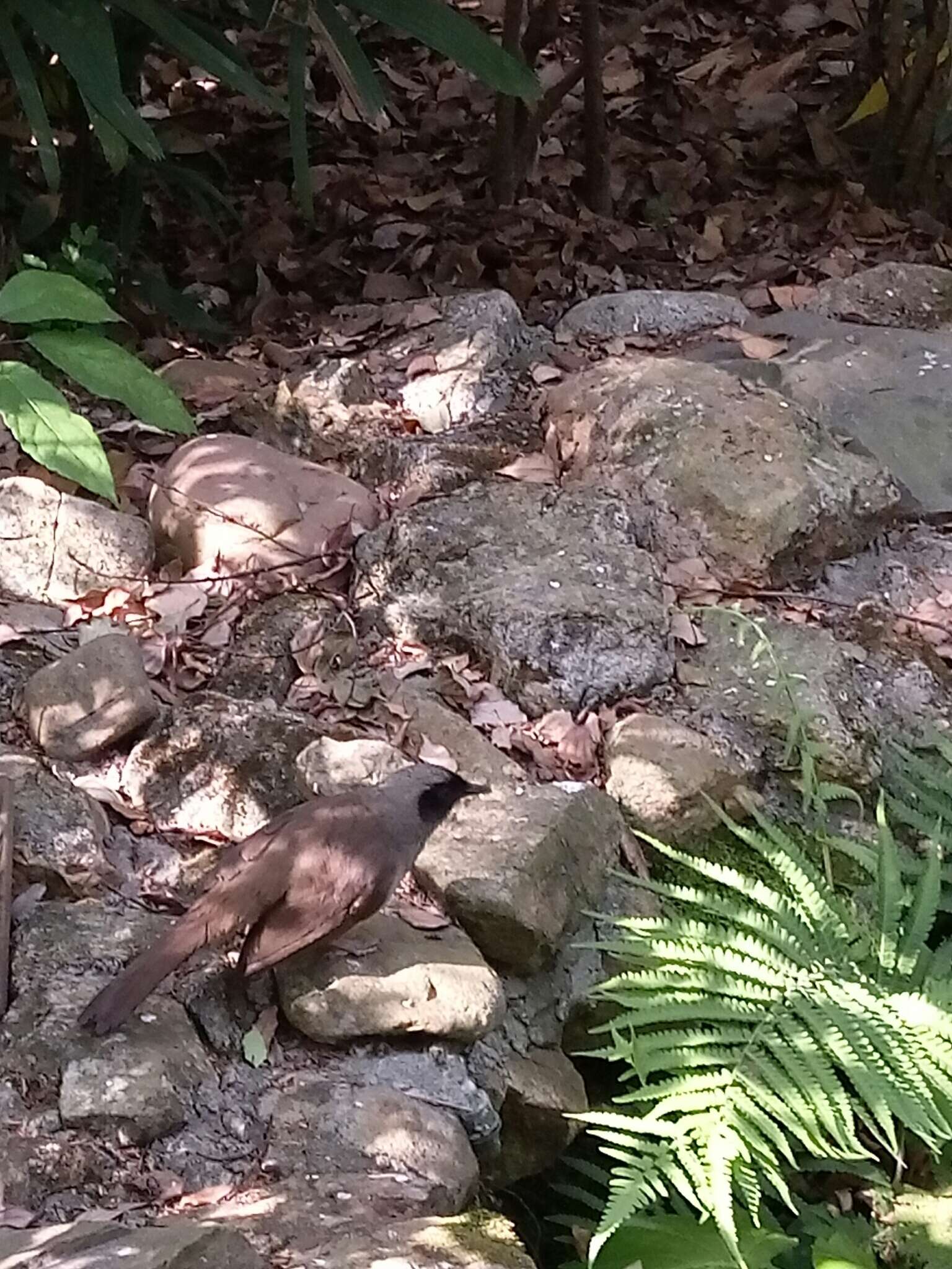 Image of Masked Laughingthrush