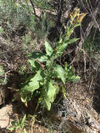 Image of desert tobacco,