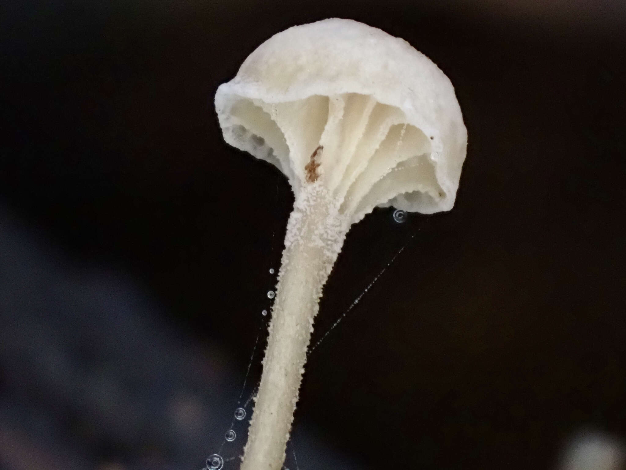 Image of Mycena pseudocorticola Kühner 1938