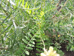 Image of Astragalus strigulosus Kunth