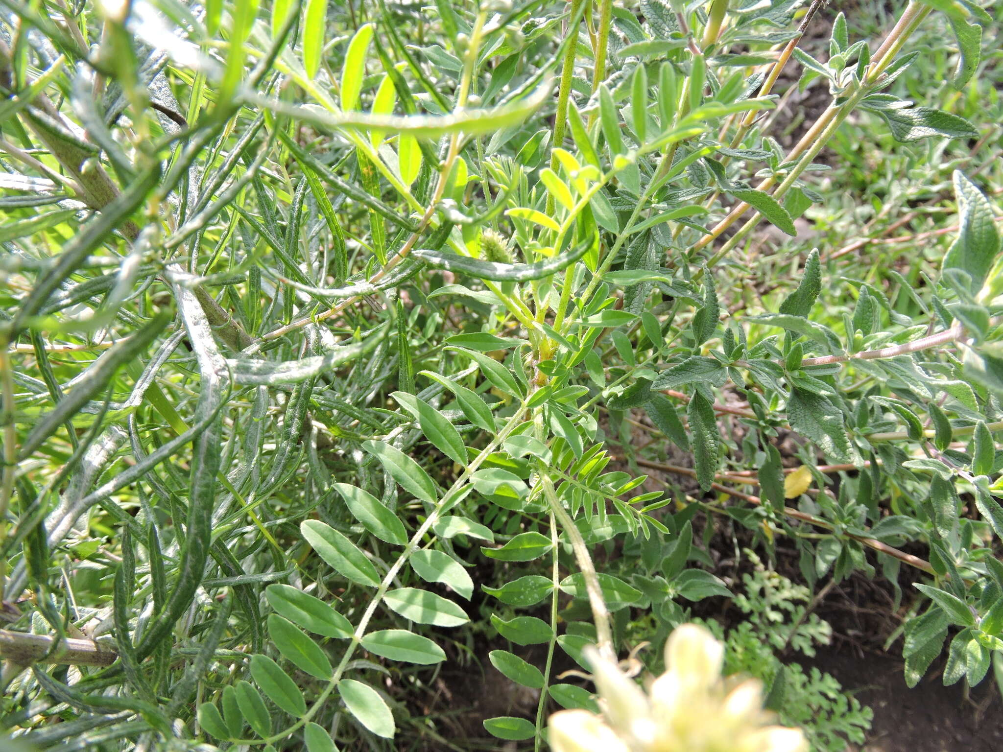 Image of Astragalus strigulosus Kunth