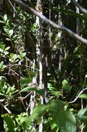 Image of Bamboo Lemur