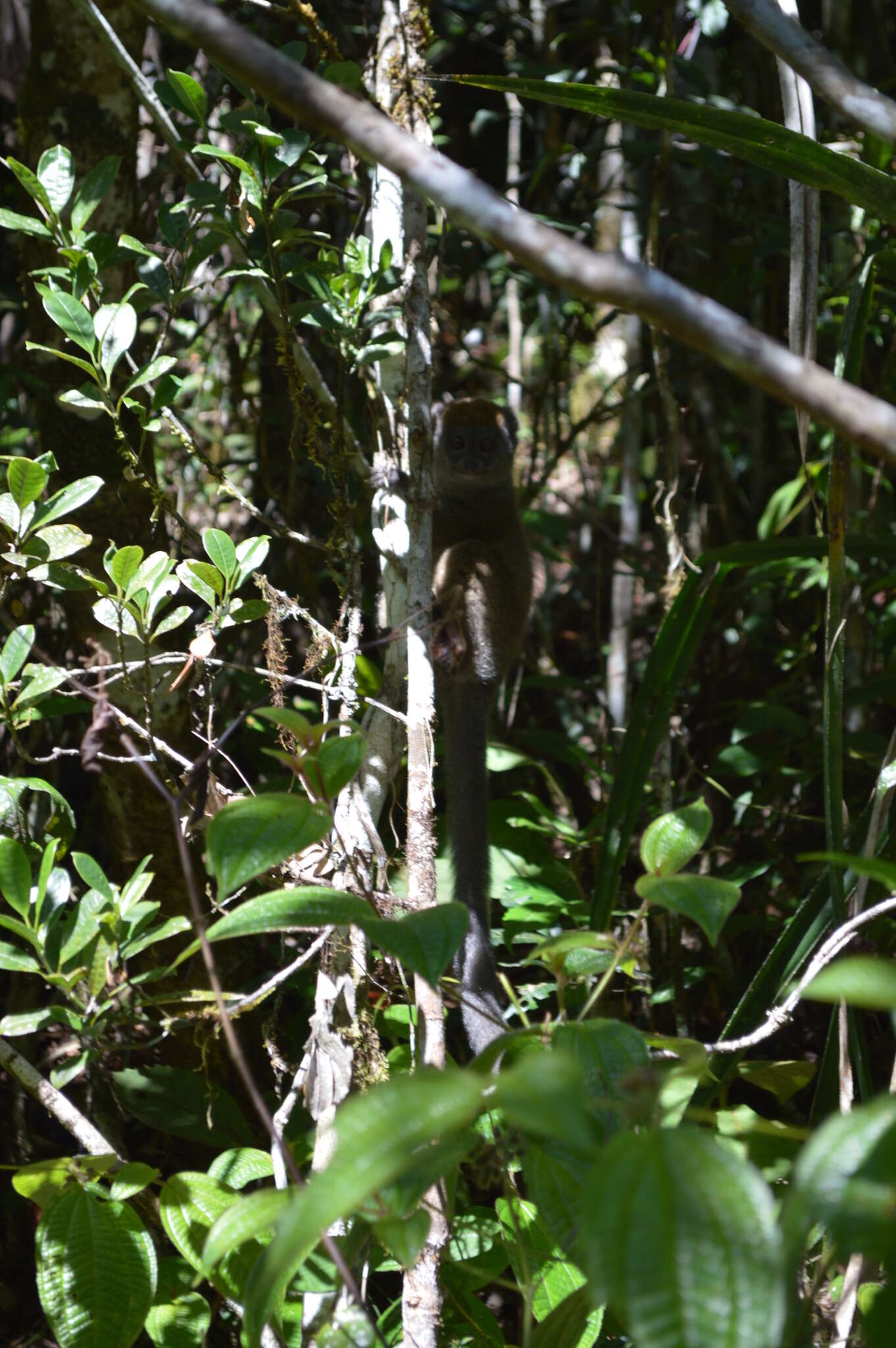 Image of Bamboo Lemur