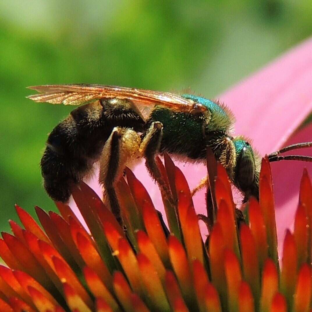 Image of Bicolored Agapostemon